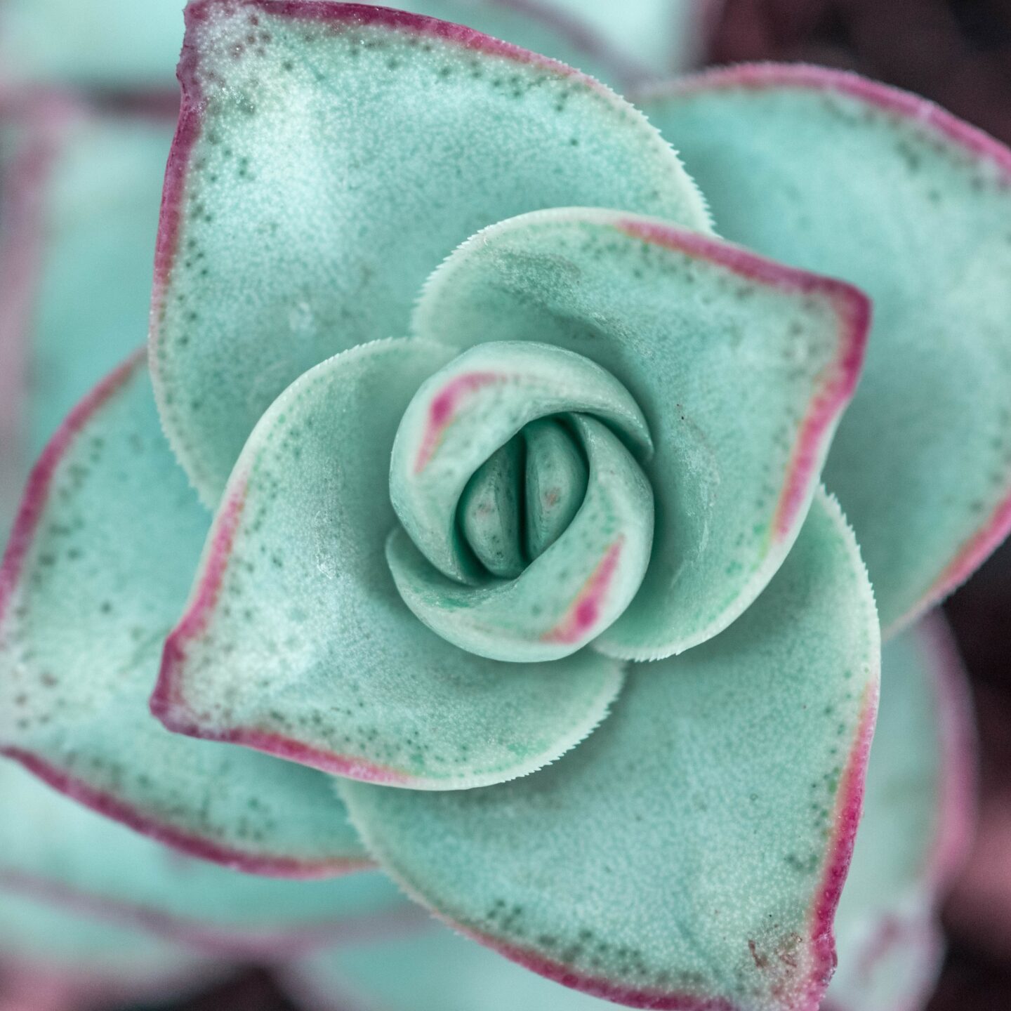 aqua pink succulent